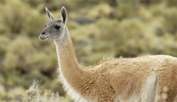 Plan Nacional de Manejo  Sustentable de los  guanacos argentinos
