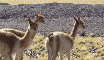 Vicuña