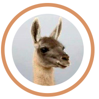 Especies Guanaco