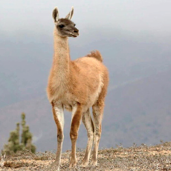 Especies. Vicuña