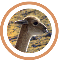 Especies Vicuña