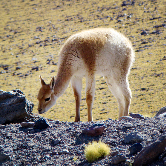 Especies. Vicuña