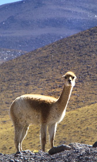 Vicuña